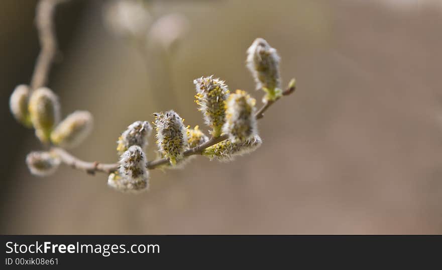 Catkins