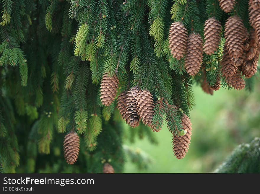 A photo of a pine tree with cones