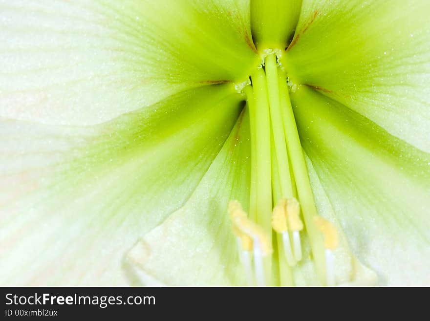 Very detailed close up of amaryllis flower