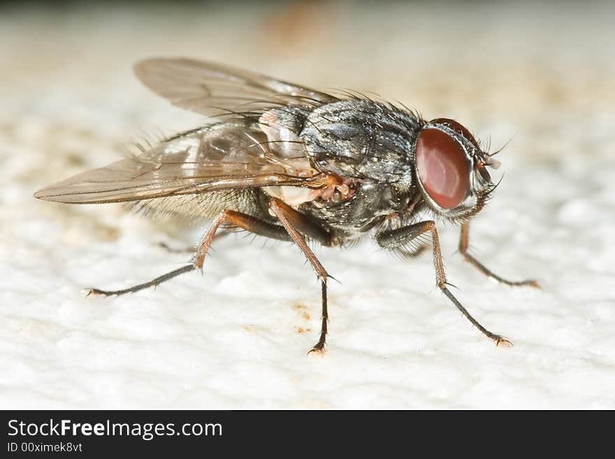 Very detailed close up of housefly