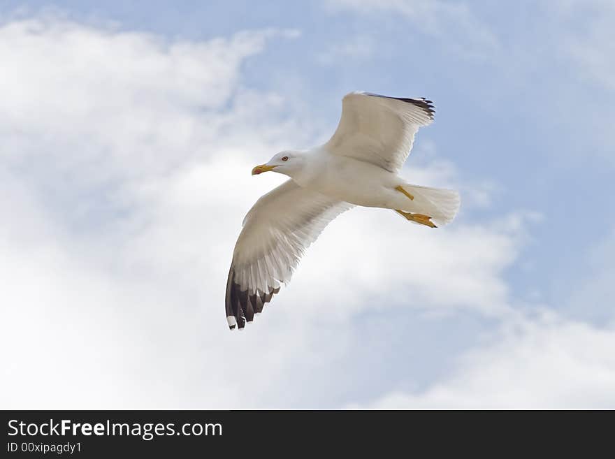 One legged seagull flying with cloudy sky in background