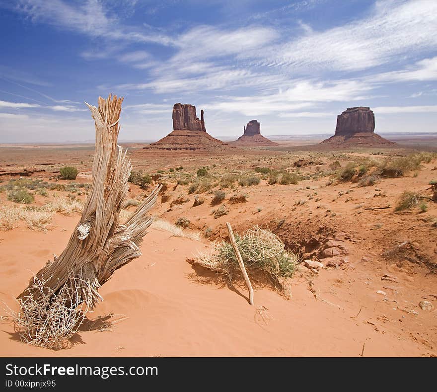 Dead tree in Monument Valley, Arizona