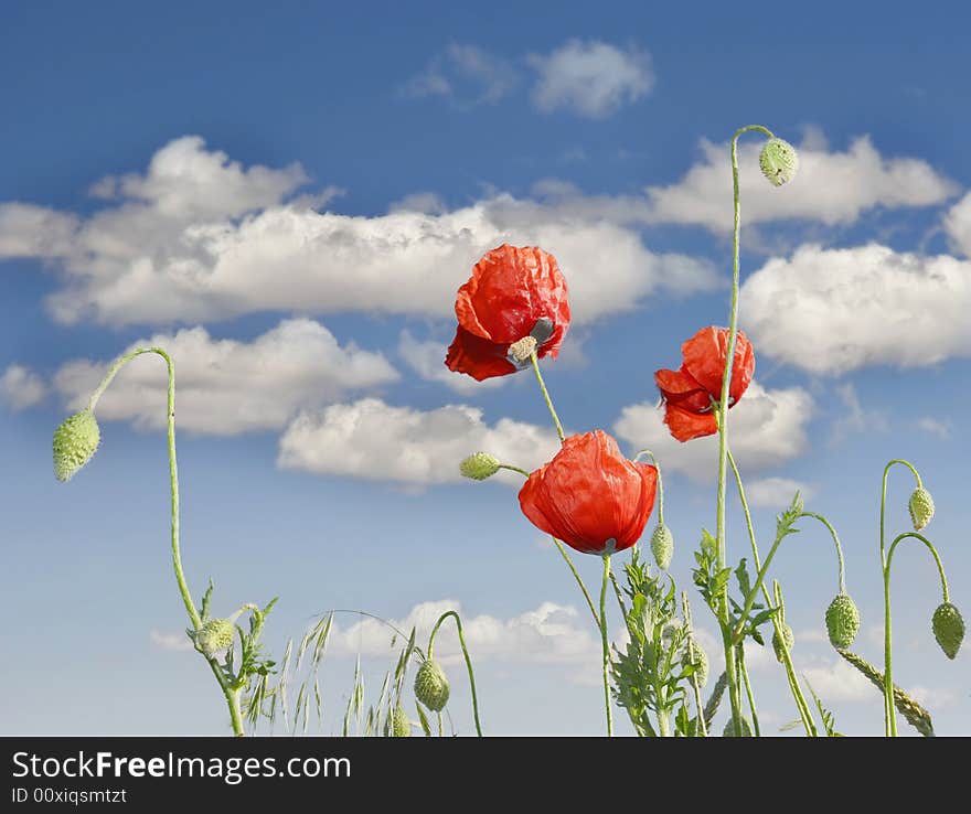 Red Poppies