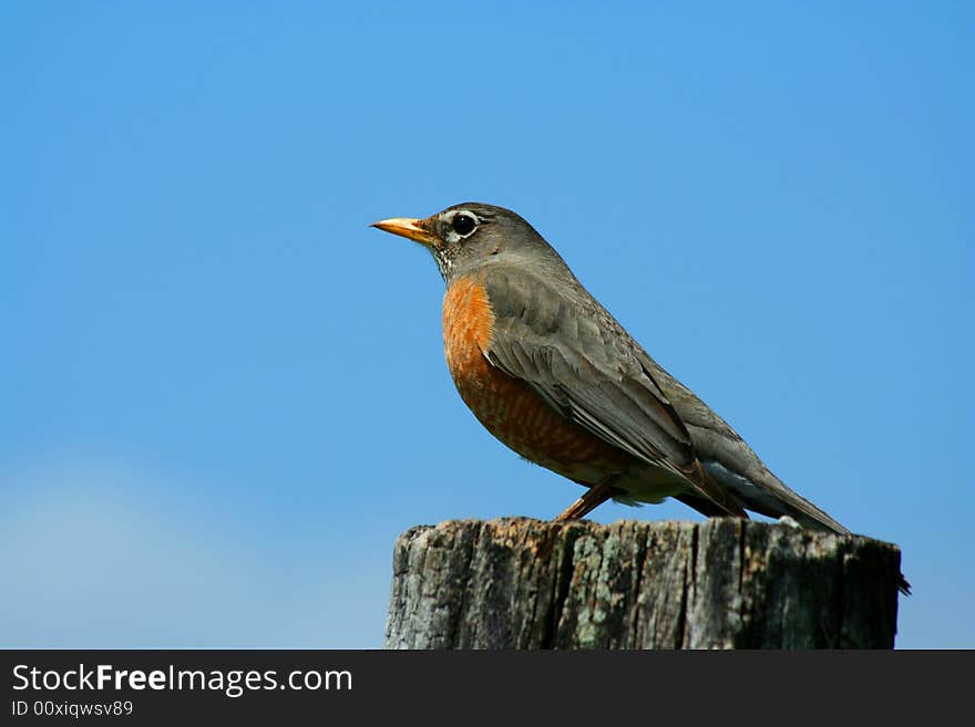 Redbrested robin on a fence post