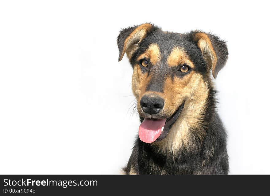 dog on a white background. ....dog on a white background