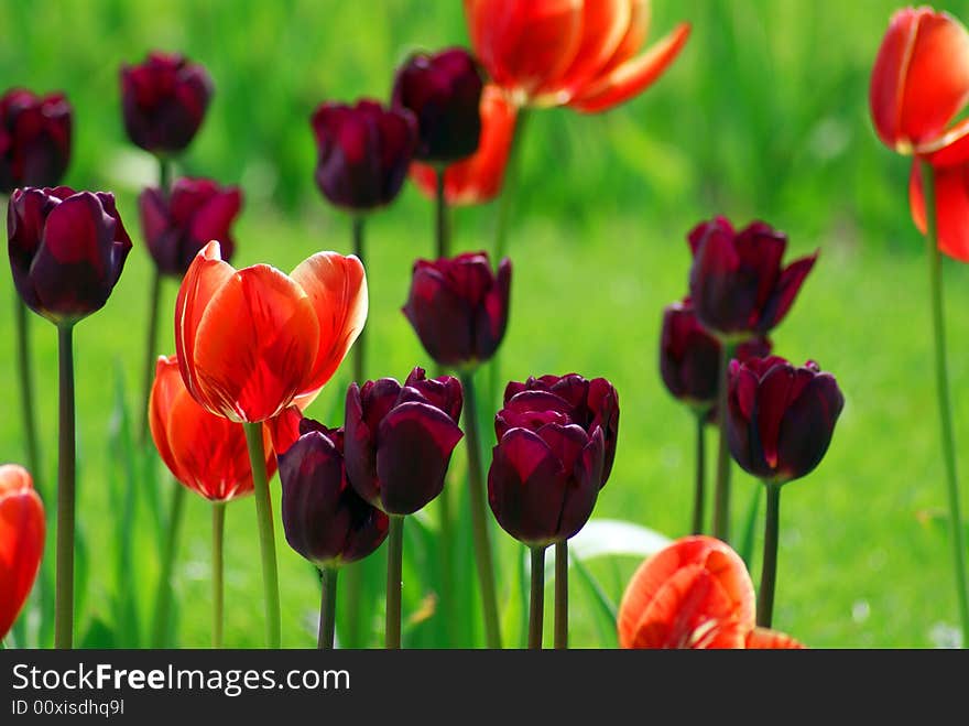 Tulip field