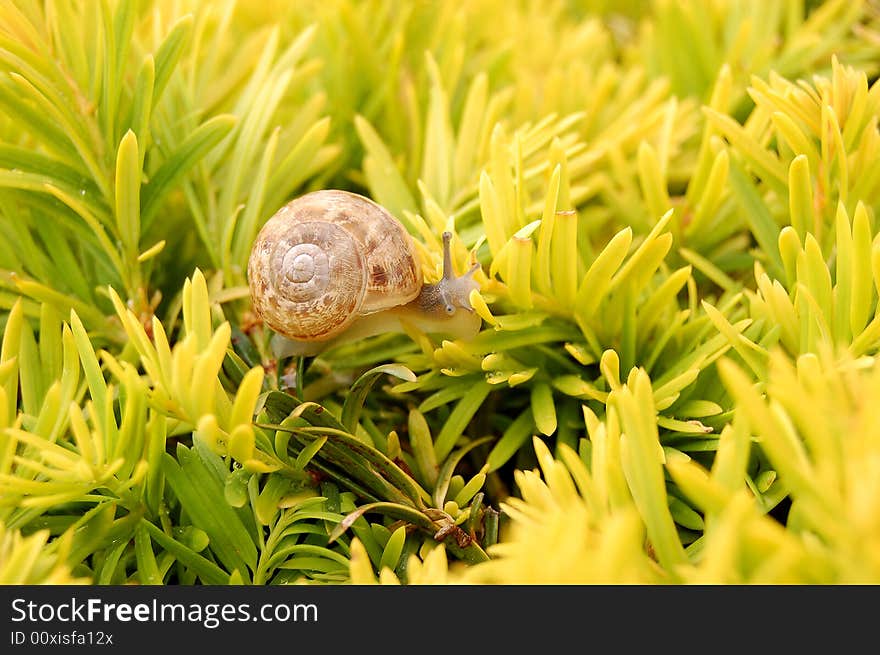 Tiny snail with a brown mottled spiral shell and water drops on yellow evergreen euonymus shrub. Tiny snail with a brown mottled spiral shell and water drops on yellow evergreen euonymus shrub