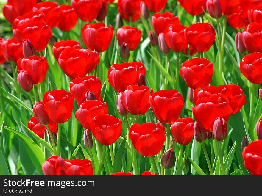 Field of red tulips