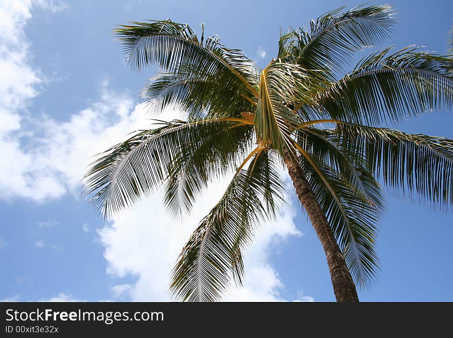 Palm Tree