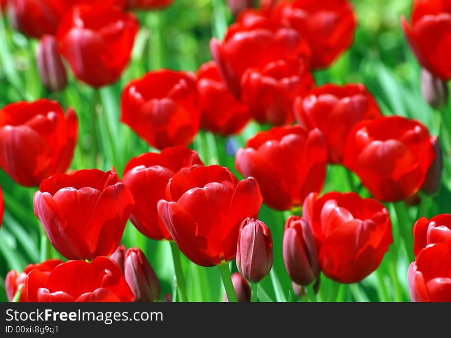 Field of nice shiny red tulips. Field of nice shiny red tulips