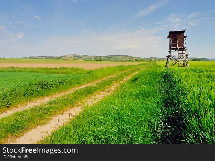 Gravel road and corn field. Gravel road and corn field