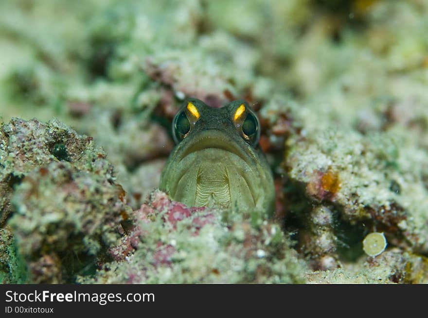 Jawfish found normally at the sandy bottom with the rubbles. Jawfish found normally at the sandy bottom with the rubbles