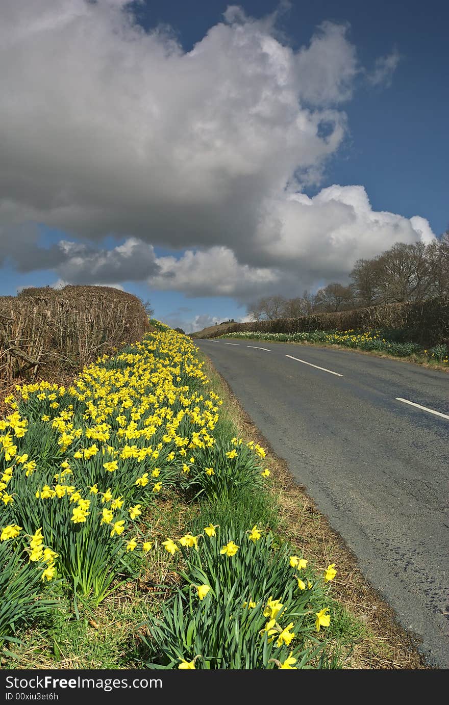 Spring Daffodils on the verge of an English country road. Spring Daffodils on the verge of an English country road