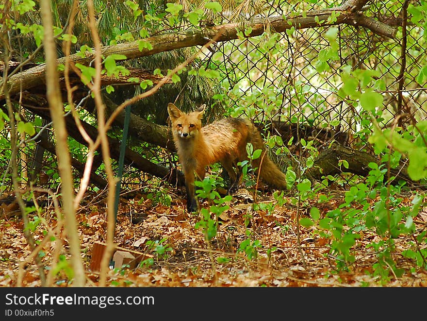 Red Fox