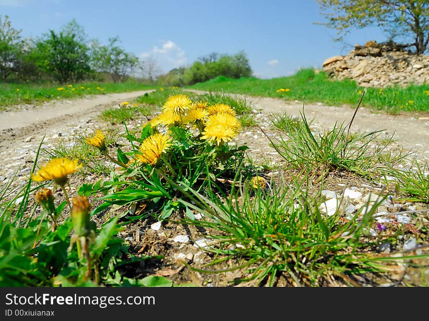 Dandelion flowers on a gravel road. Dandelion flowers on a gravel road