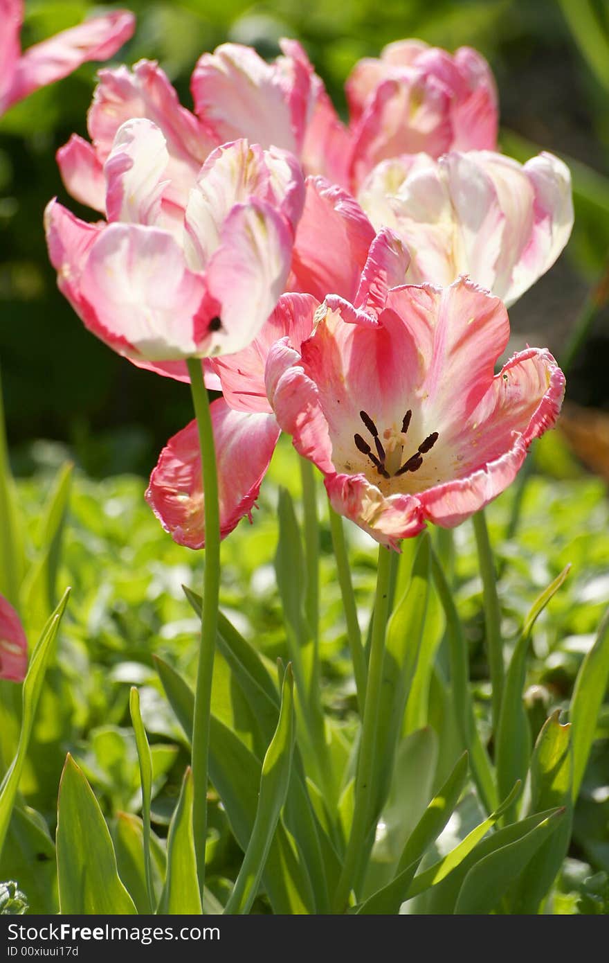 Many tulips on the field