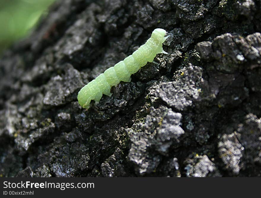 Green Caterpillar