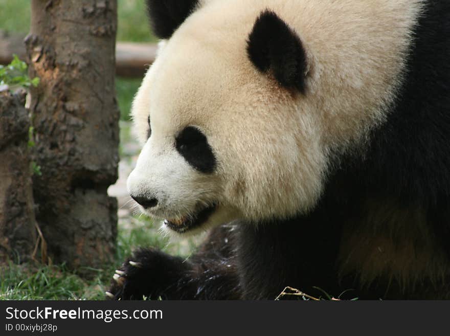 Panda eating bamboo in Chengdu China. Panda eating bamboo in Chengdu China