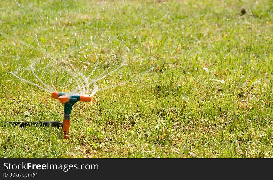 A sprinkler head sprinkles and the green grass grows all around. A sprinkler head sprinkles and the green grass grows all around