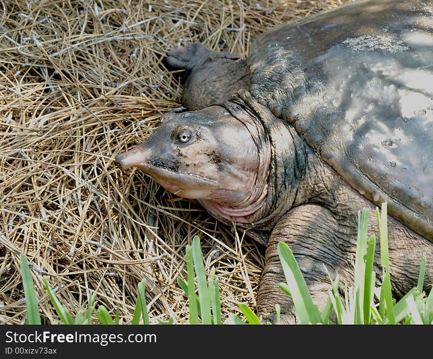 Florida Softshell turtle