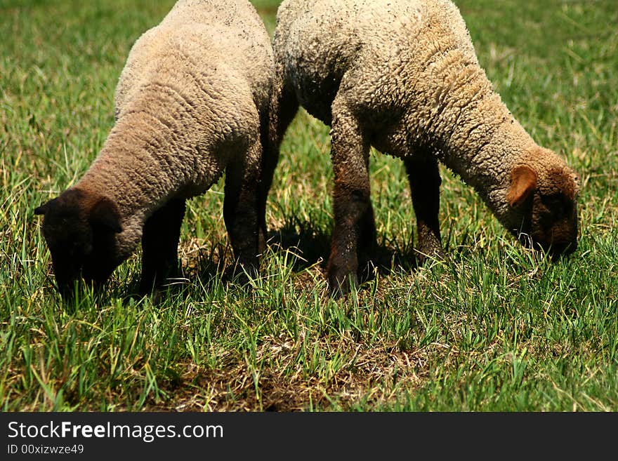 Spring Lambs On Pasture 4