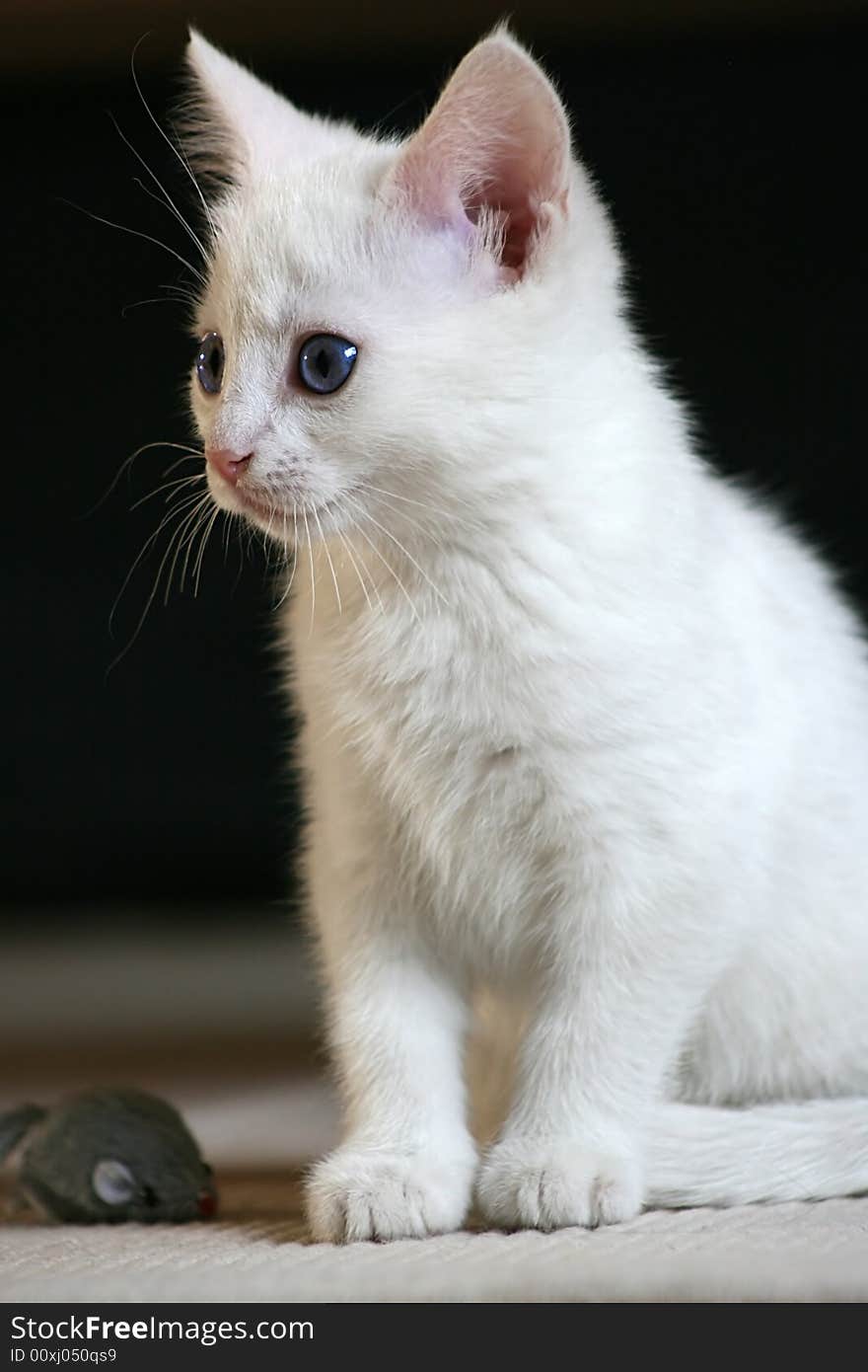 White kitten with toy mouse at her feet. White kitten with toy mouse at her feet