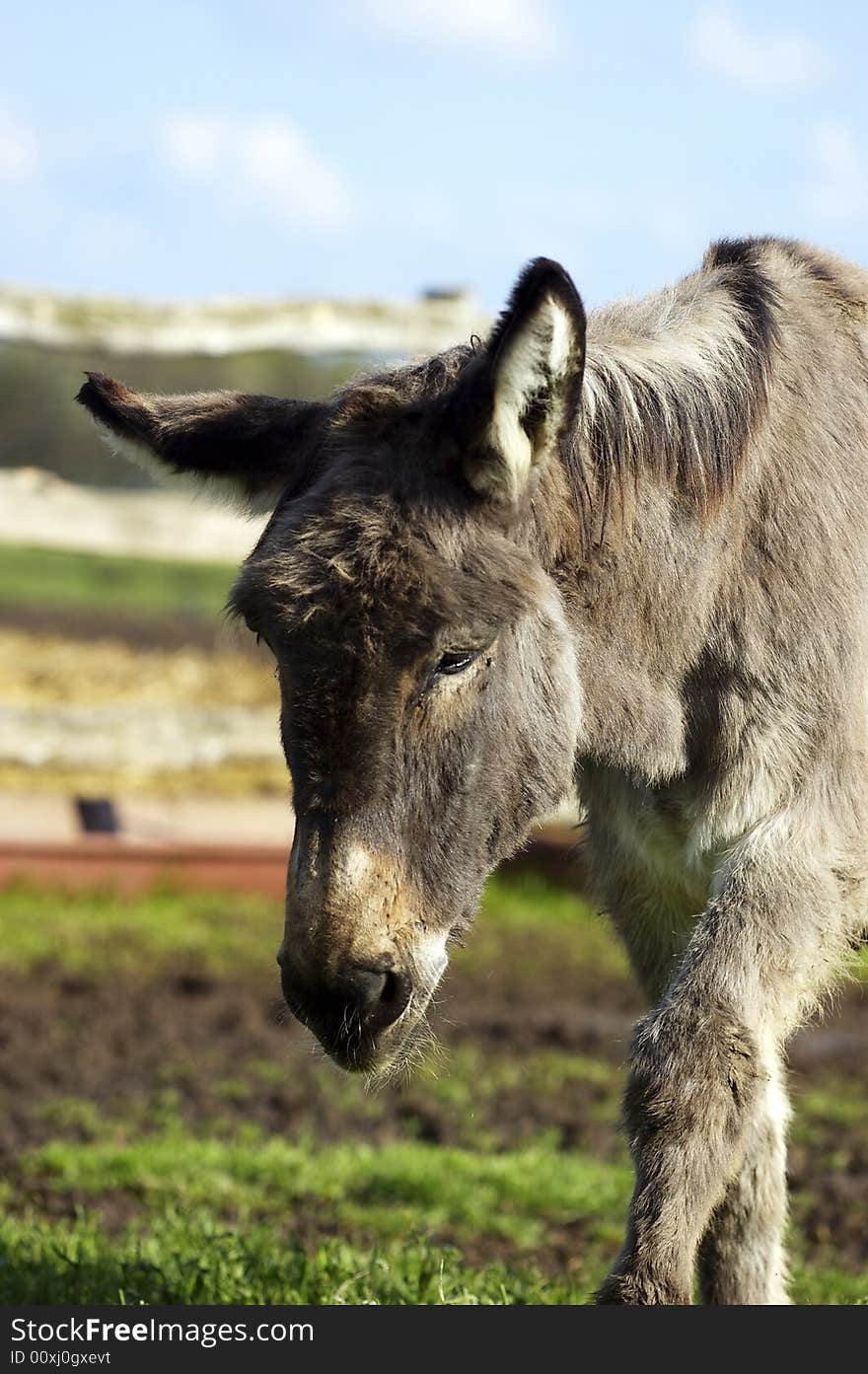 A sorrowful grey lonely donkey