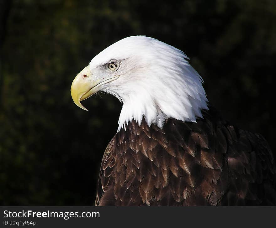 Profile portrait of an American Bald Eagle