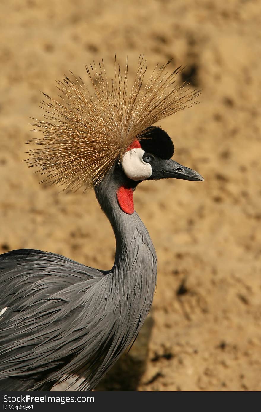 East African Crowned Crane