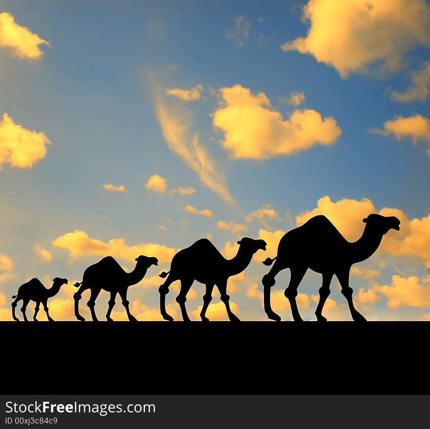 Four camels walking their way. Four camels walking their way