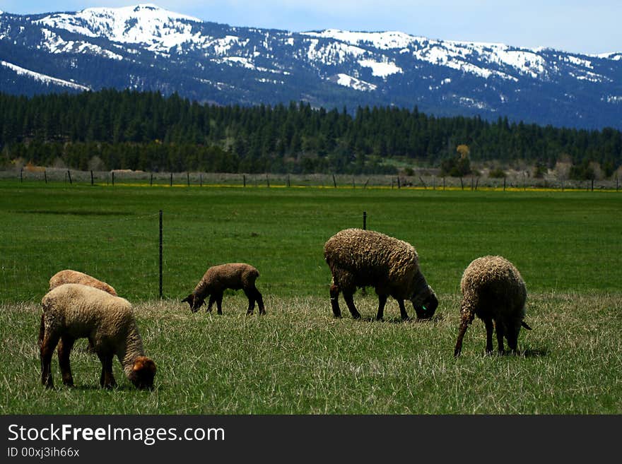 Spring Lambs On Pasture 6