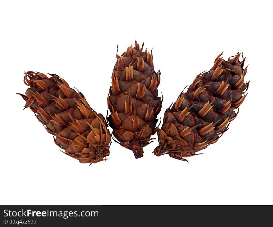 Three exempt conifer plugs as a decoration