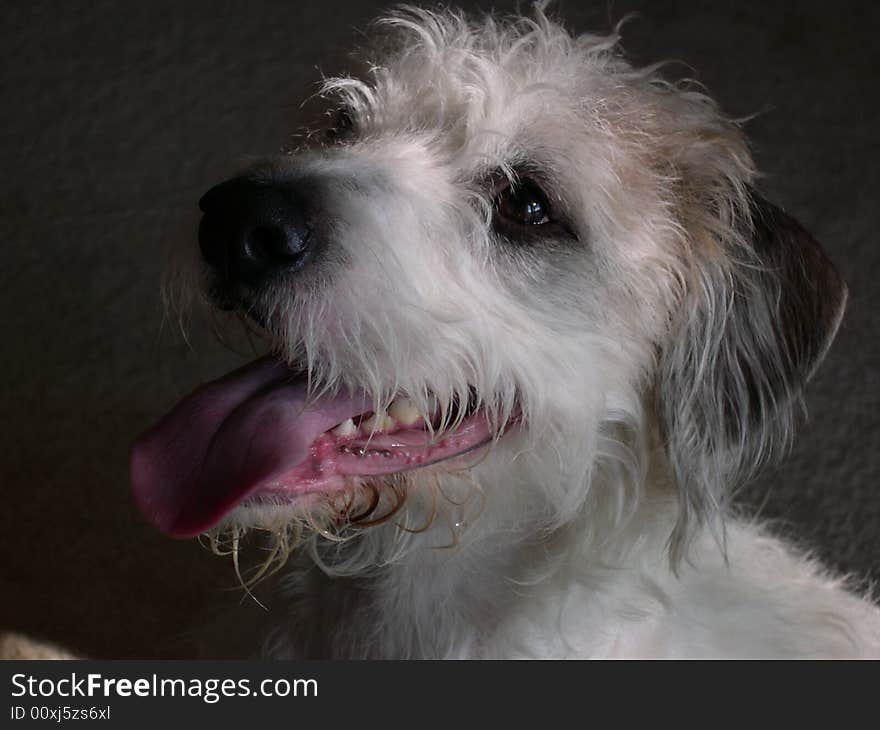 Face of a Wired Hair Terrier