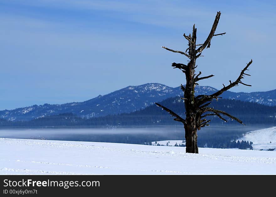 Dead tree stands alone on the bank of Cascade Lake in winter. Dead tree stands alone on the bank of Cascade Lake in winter