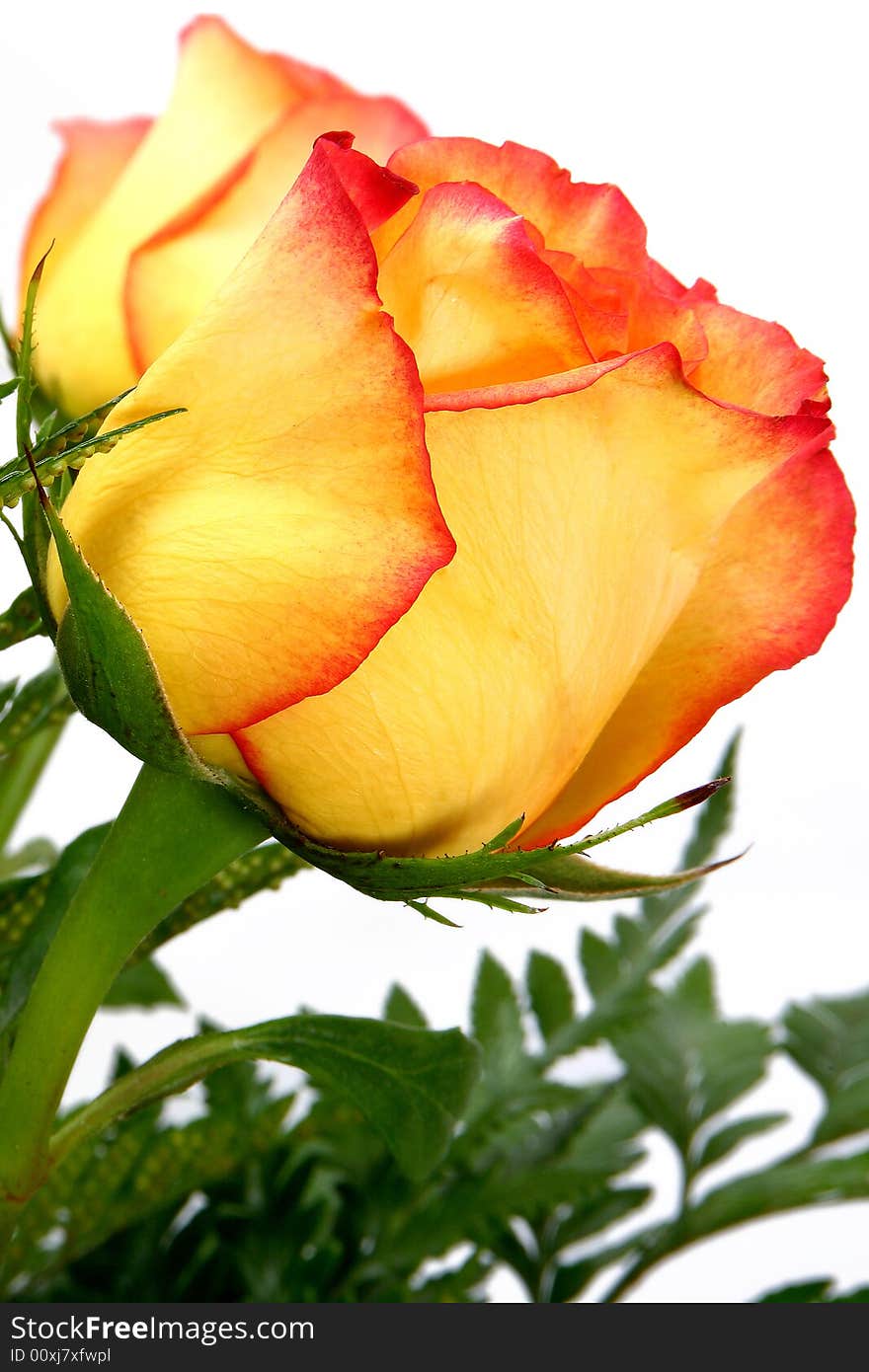 Cream and pink rose close up. Cream and pink rose close up.