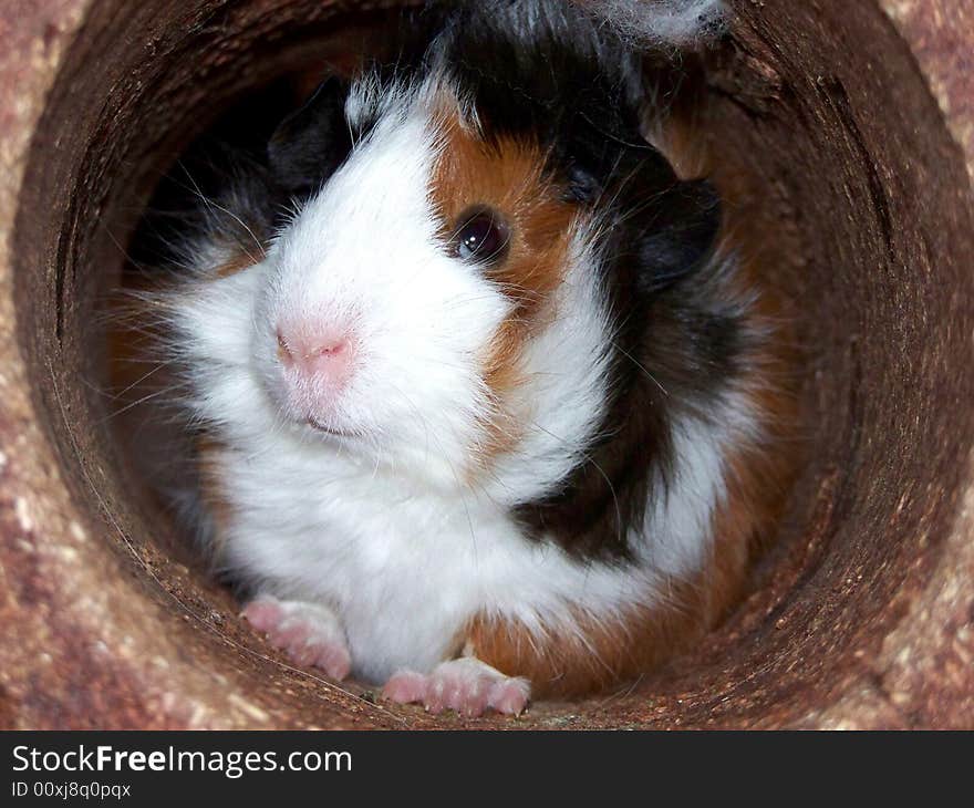 Baby Abyssinian Guinea Pig