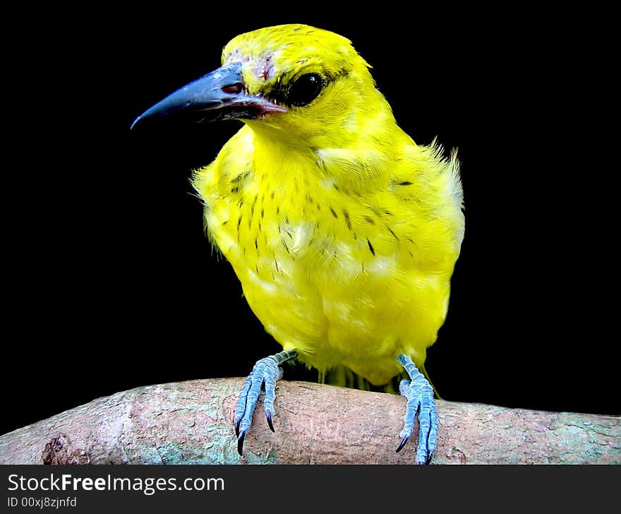 Close up shot of a bird