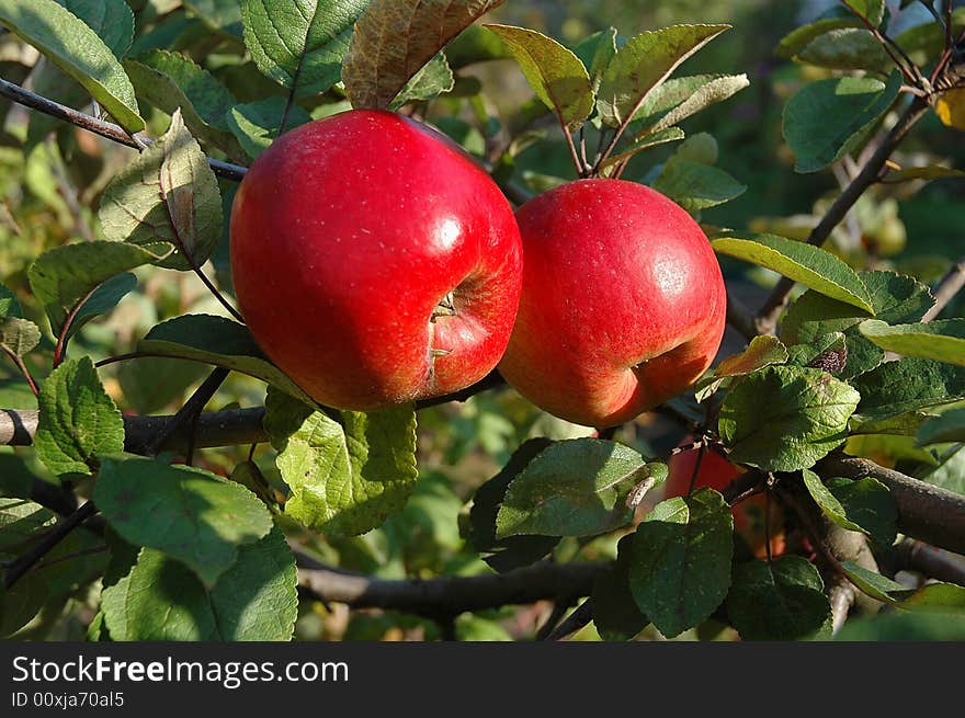 Close shot of two ripe red apples growing on a tree. Close shot of two ripe red apples growing on a tree.