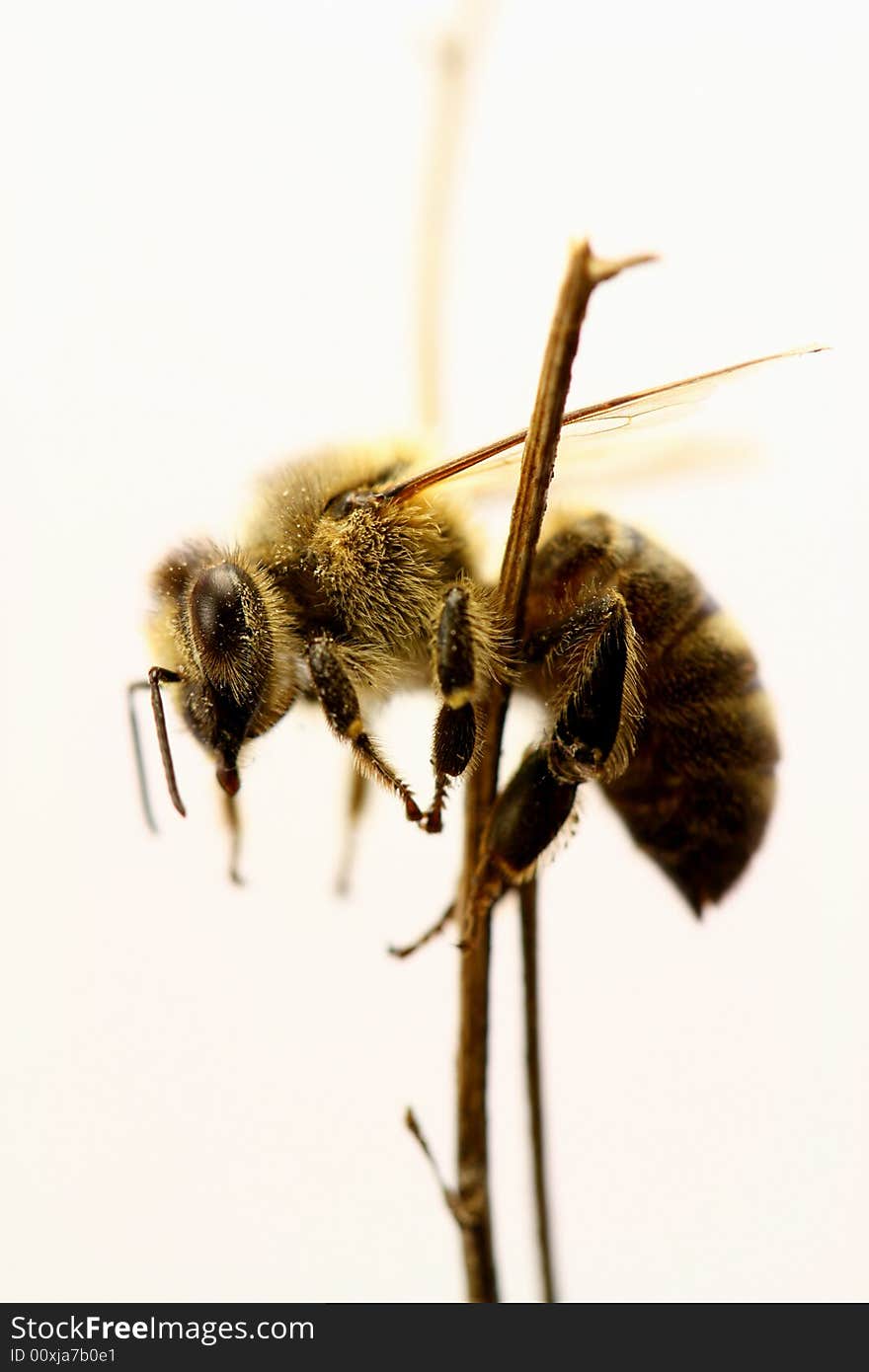 A isolated honeybee on a stick.