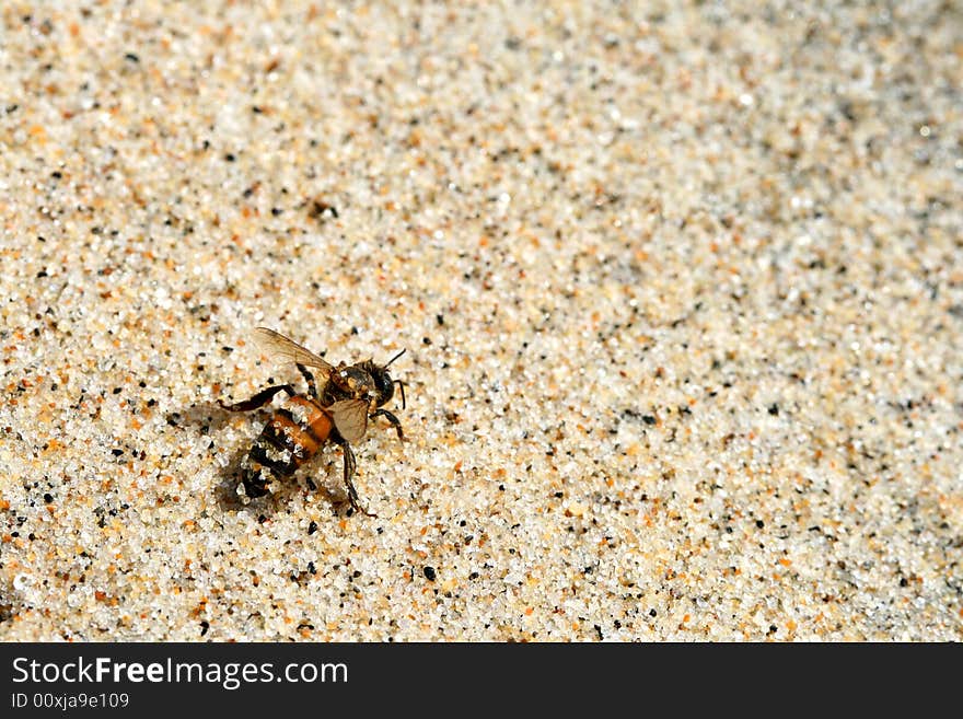 Bee in sand