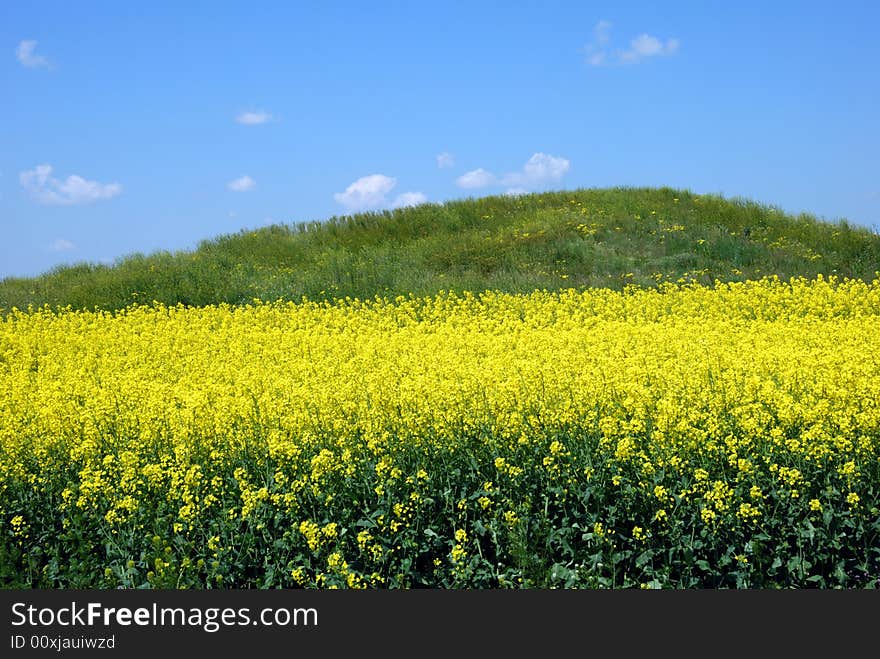 Green hill on canola field over cloudy blue sky