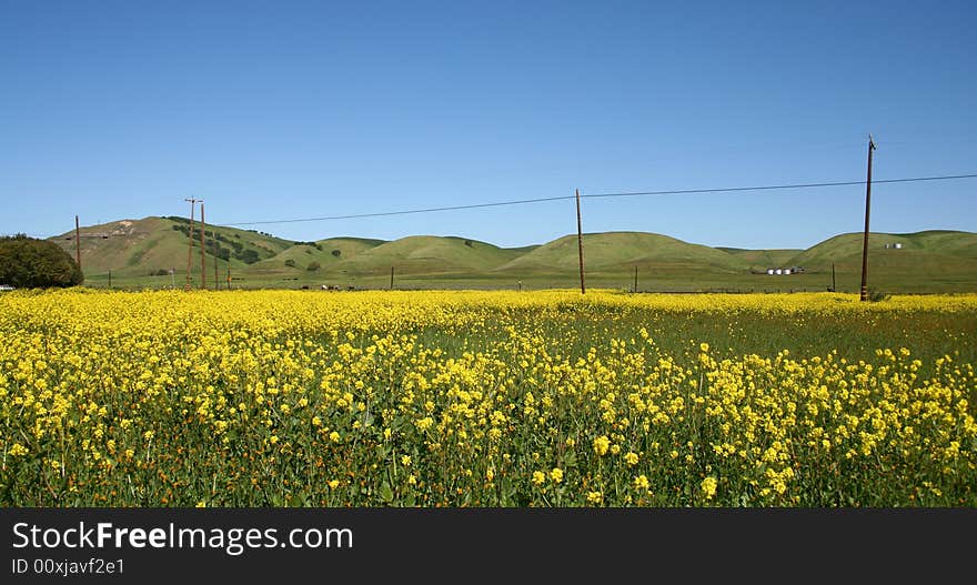 Rolling Fields