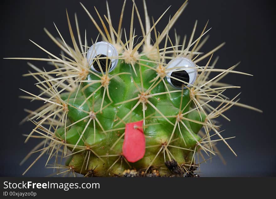 Funny cactus