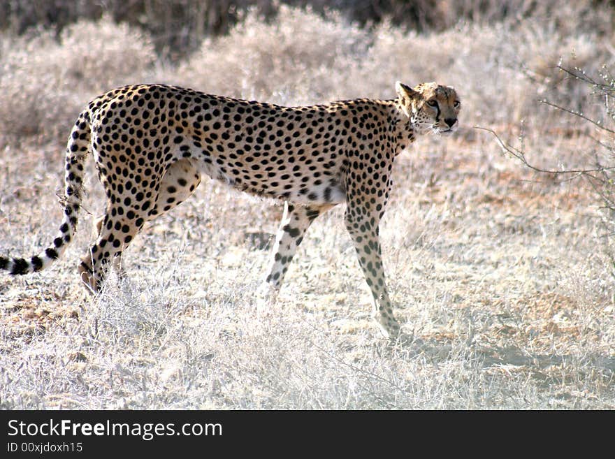 Cheetah, walking, mammal, wild cat, wild life, small head, long spotted body, long tail, savanna, Samburu, national reserve, Kenya, Africa