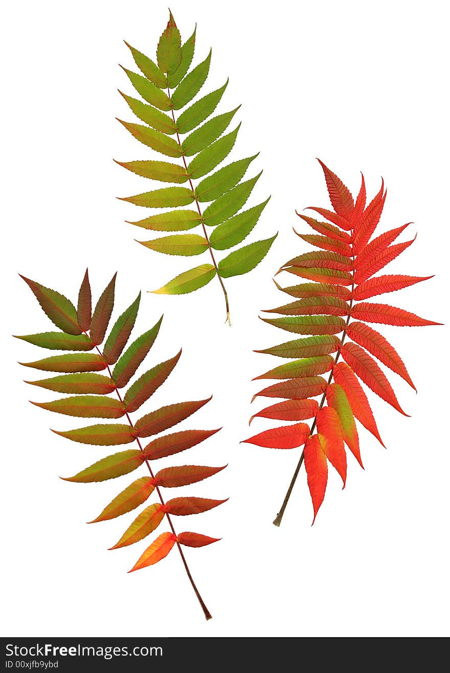 Three rowan leaves in the colors of autumn, set against a white background. (Sorbus Embley, known for its flaming scarlet color in Autumn.). Three rowan leaves in the colors of autumn, set against a white background. (Sorbus Embley, known for its flaming scarlet color in Autumn.)