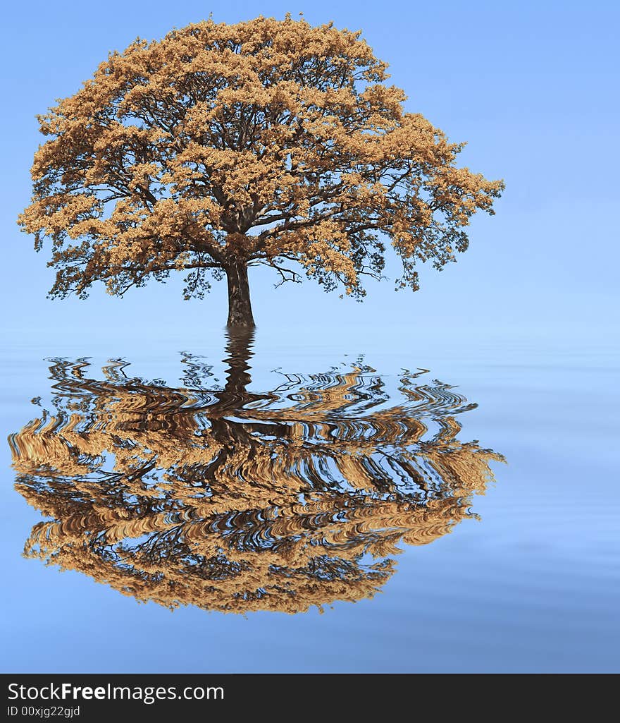 Abstract of an oak tree in autumn with reflection in soflty rippled blue water and set against a clear blue sky. Abstract of an oak tree in autumn with reflection in soflty rippled blue water and set against a clear blue sky.