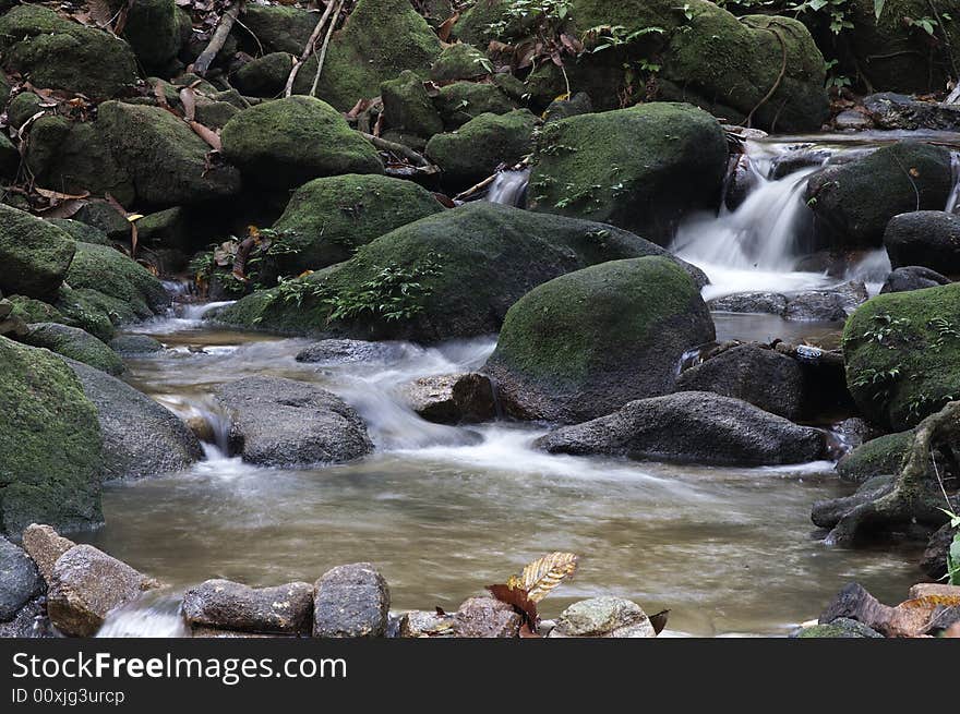 Stream in a jungle