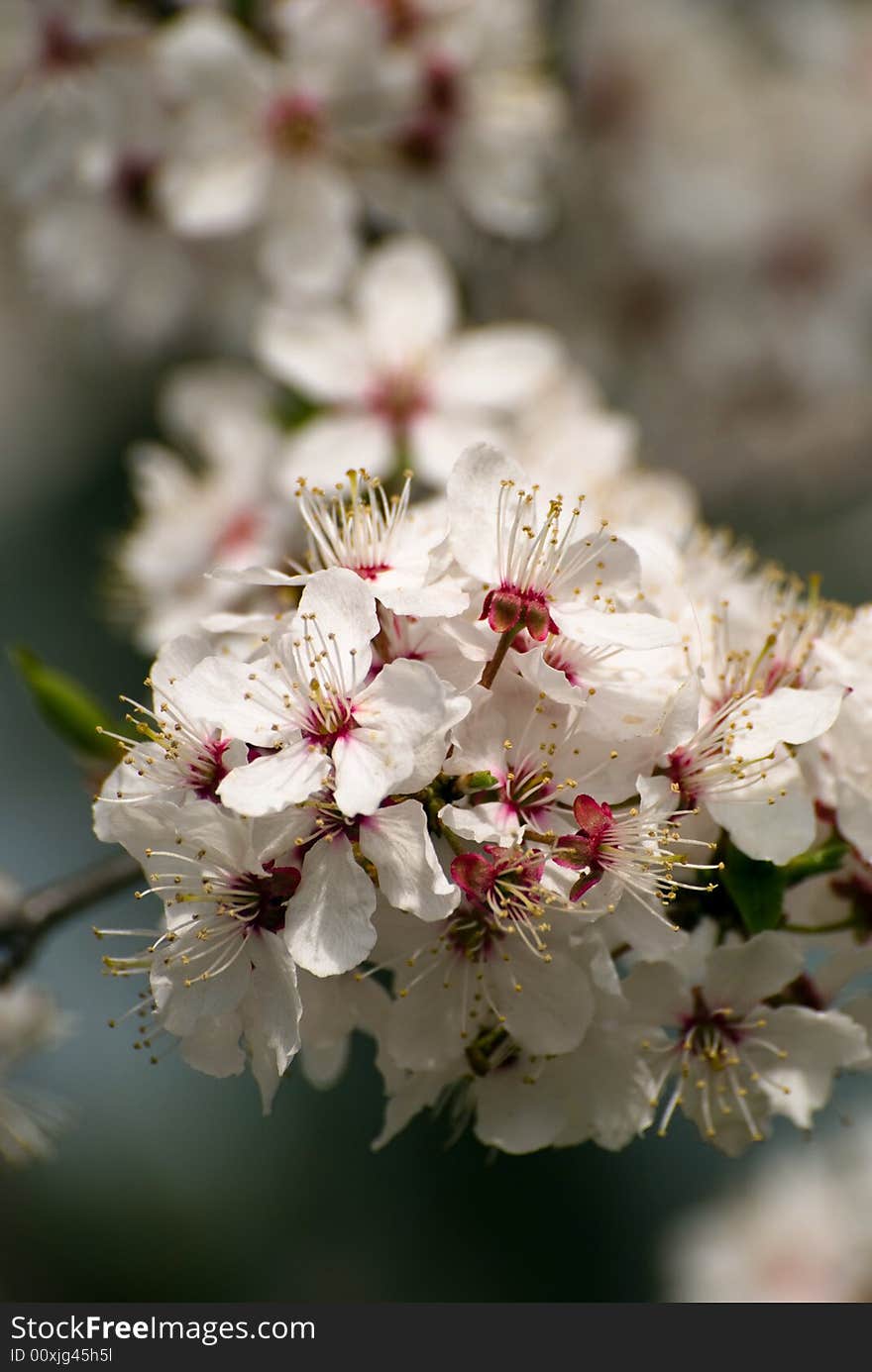 Tree in blossom