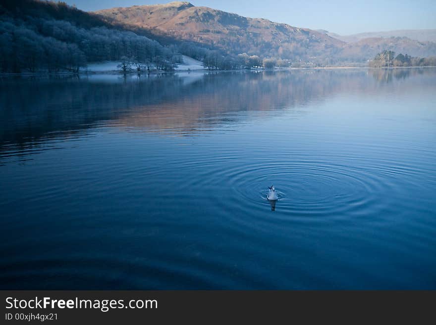 lake and swan in Lake District, UK. lake and swan in Lake District, UK