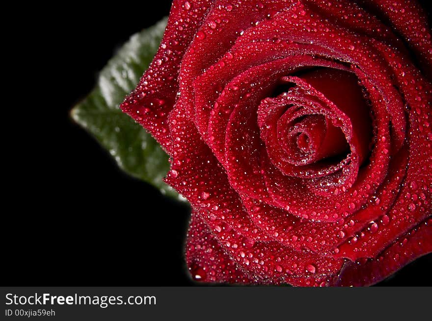 Red rose close up on black background. Red rose close up on black background.